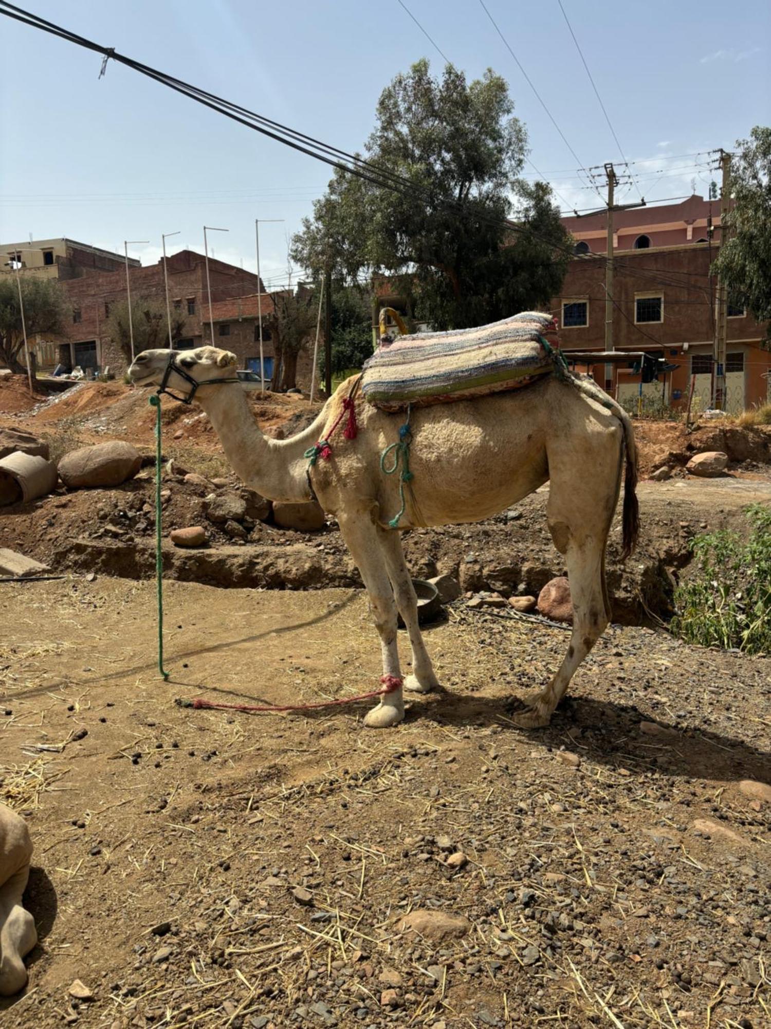Villa Jamel Marrakech Zac มาร์ราเกช ภายนอก รูปภาพ